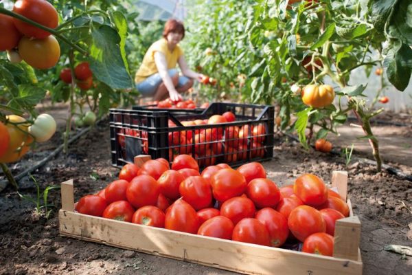 Более 17 тысяч тонн овощей выдали на-гора теплицы Саратовской области с начала года