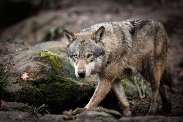 Чиновники пояснили ситуацию с волками в Саратовской области