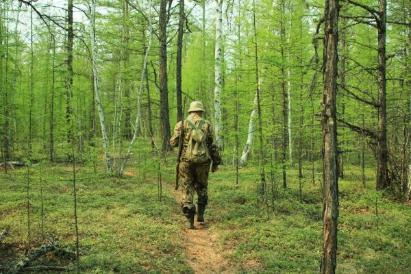 Лесной фонд Саратовской области патрулирует 260 человек