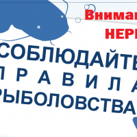 С 20 апреля на территории Саратовского водохранилища начинает действовать нерестовый запрет