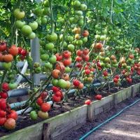 В теплицах Саратовской области продолжают наращивать сбор овощей 