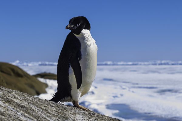 Толстый пингвин робко прячет тело жирное в утесах
