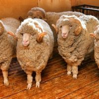 В мае состоится Российская выставка племенных овец и коз. Не пропустите