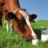 Коровы в Саратовской области стали давать больше молока