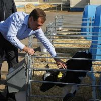 По сравнению с 2020 годом коровы Саратовской области дали на 0,5 литра молока больше