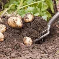 На полях Саратовской области собрали 80 килограммов картофеля