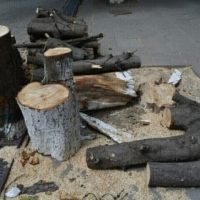 Начинается очередной массовый спил деревьев в Саратове