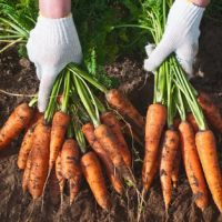 Цена на морковь выросла почти во всех регионах ПФО. Что это, если не сговор?