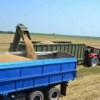 Саратовская область может не собрать обещанные 6 млн тонн зерна