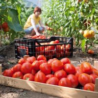 Более 17 тонн овощей выдали на-гора теплицы Саратовской области с начала года