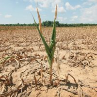 Засуха обесценивает губернаторское обещание