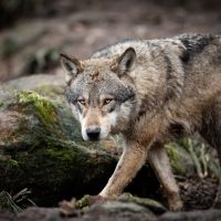 Чиновники пояснили ситуацию с волками в Саратовской области