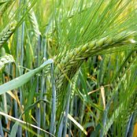 Прогноз FAS USDA: валовой сбор пшеницы в России может уменьшиться до 68,5 млн. тонн, экспорт — до 35 млн. тонн