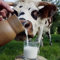 С начала года в сельхозпредприятиях Саратовской области произведено более 30 тысяч тонн молока