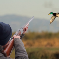 Более 5 тысяч разрешений получили охотники на отстрел птицы