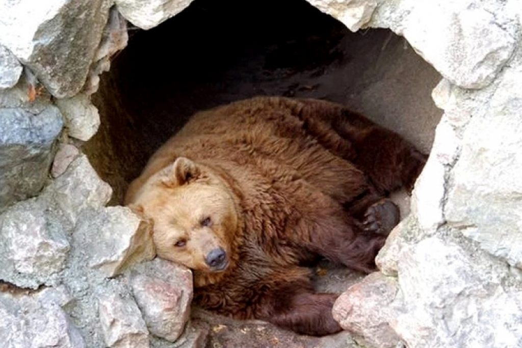 Медведи легли в спячку