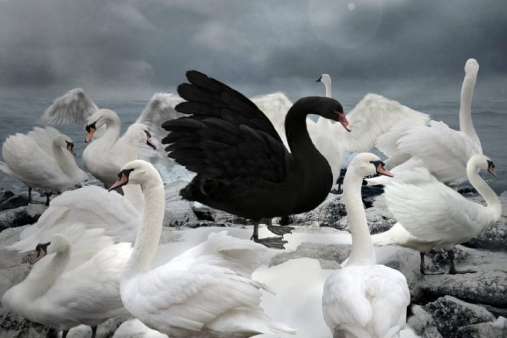 Лебединое озеро черный лебедь