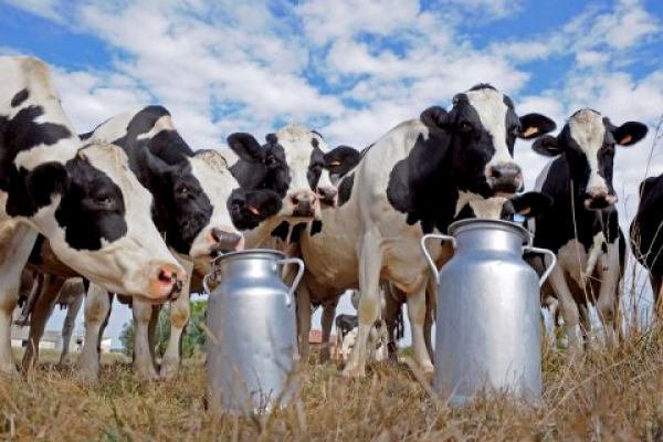 В сельхозпредприятиях Саратовской области произведено 47,6 тыс. тонн молока