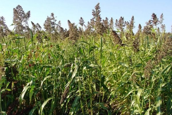 Саратовские аграрии завершают сев суданской травы