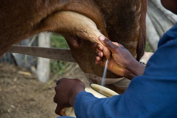 Одна корова дает на 400 грамм молока больше, чем в прошлом году
