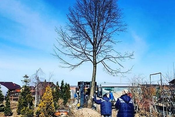 Причины гибели деревьев крупномеров на проспекте Кирова не установлены