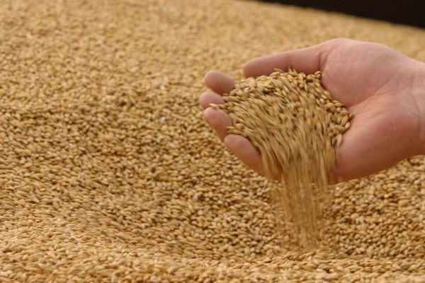 Куда из Саратовской области вывозят зерно
