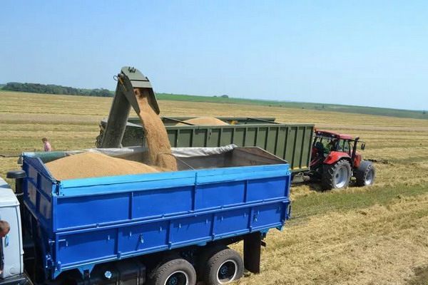Саратовская область может не собрать обещанные 6 млн тонн зерна