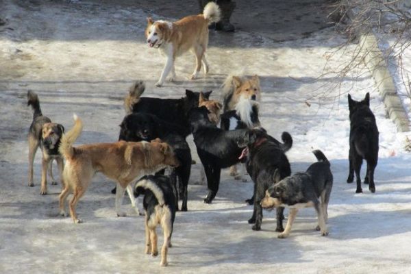 Организации по оказанию финансовых услуг поручили  ловить собак