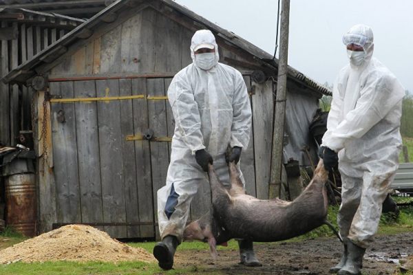 В Ртищевском районе год нельзя разводить свиней