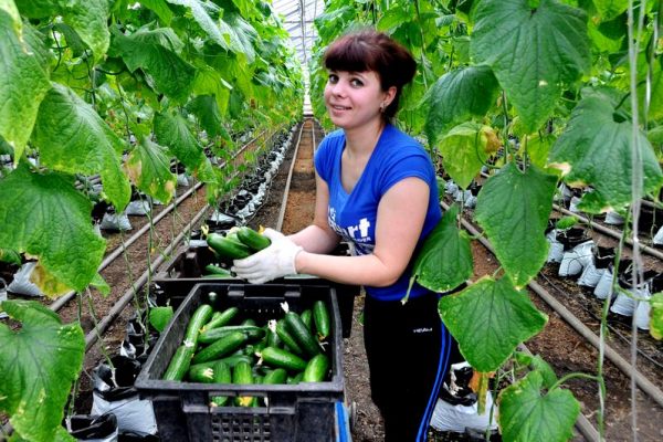 Более 30 тысяч тонн овощей собрали овощеводы Саратовской области 