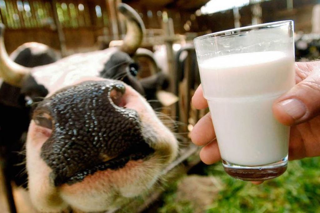 Саратовские аграрии произвели более 66 000 тонн молока