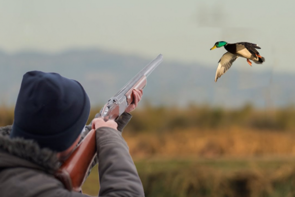 Более 5 тысяч разрешений получили охотники на отстрел птицы