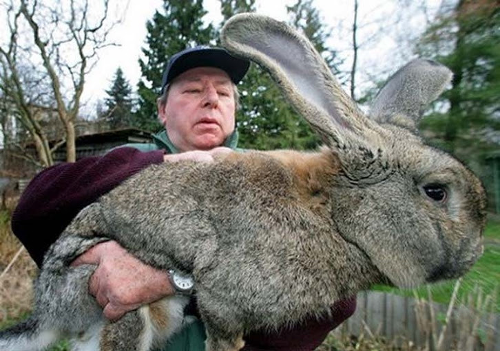 Как вы думаете, этот кролик настоящий или фейковый?
