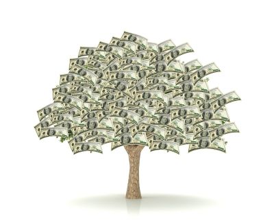 В Саратовской области начали посадку денежных (долларовых) деревьев. Первый урожай будет собран уже в будущем году