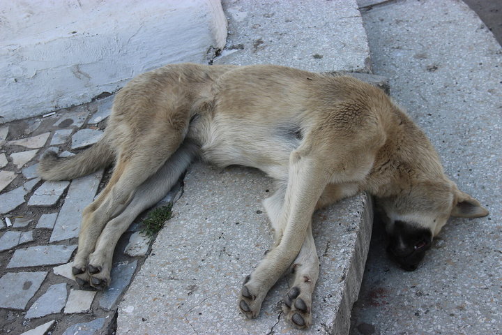 Убитых животных находили прямо на улице...