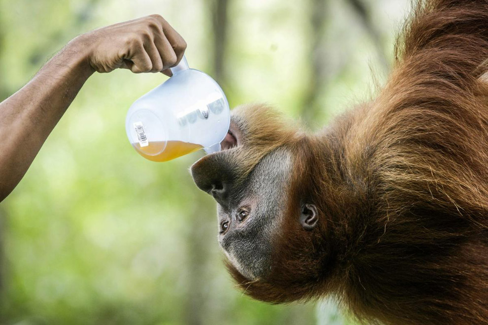 Орангутанги очень любят пальмовое масло