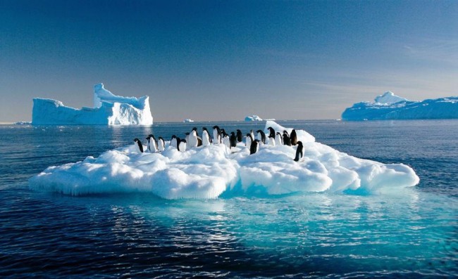 И запомните: если в Антарктиде будет найдена нефть - кровавому режиму пингвинов придет конец