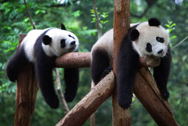 Николай Дроздов: "Панды замечательные животные! Они не только ведут активный образ жизни, но иногда позволяют себе немного отдохнуть..."