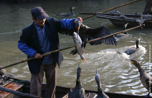 Ловля рыбы с бакланом в Японии