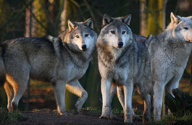 Волки санитары леса, а в политической жизни их роль играет оппозиция